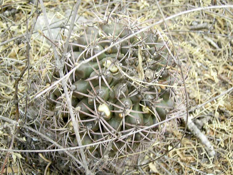 Gymnocalycium schickendantzii